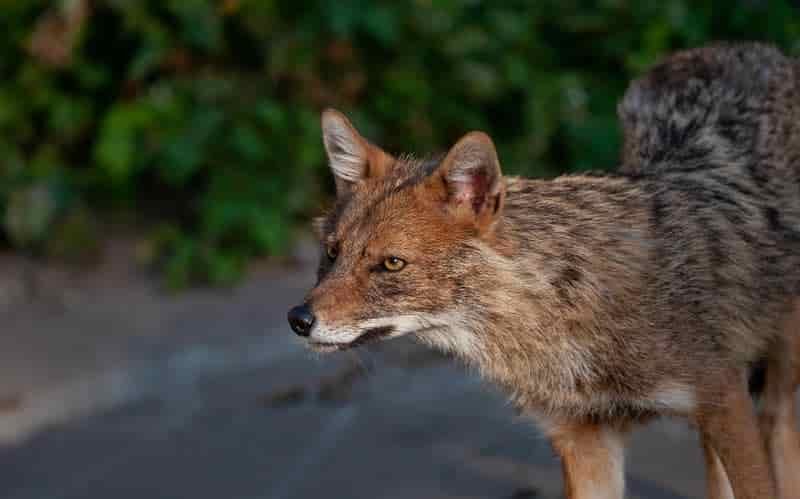 Will Coyotes Attack Tents