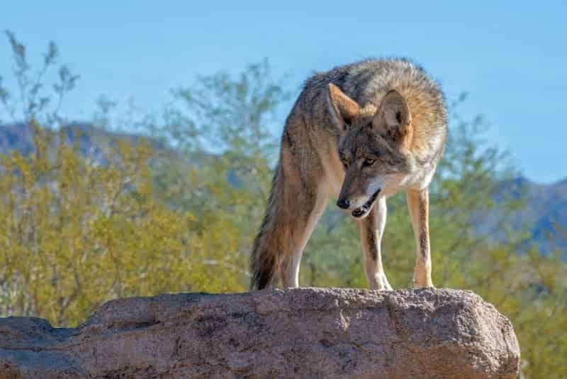 coyote checking out tents