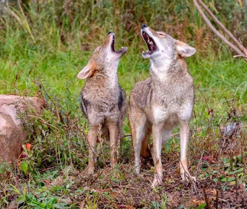 coyotes howling near camp
